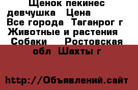 Щенок пекинес девчушка › Цена ­ 2 500 - Все города, Таганрог г. Животные и растения » Собаки   . Ростовская обл.,Шахты г.